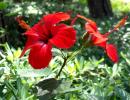 Piros beltéri virágok és fotók piros virágú szobanövényekről Milyen virágok pirosak?