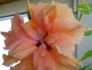 Types de taille d'hibiscus - un guide pour la formation correcte de la couronne de la plante Formation d'arbre d'hibiscus