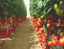 Ντομάτες σε θερμοκήπιο - καλλιέργεια και φροντίδα Ντομάτες σε θερμοκήπιο από πού να ξεκινήσετε