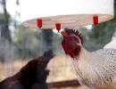 DIY πότες κοτόπουλου: τύποι και οδηγίες εγκατάστασης