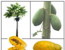 Melon tree: rules for growing papaya from seeds Planting seedlings in a permanent place