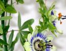 Golgotavirág otthon Passionflower blue cavalier csillag