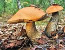 What do aspen mushrooms look like, where these mushrooms grow, when to collect