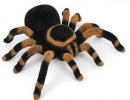 Interpretacja snów, dlaczego marzą pająki i pajęczyny