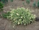 Genévrier cosaque tamariscifolia - description, entretien et propagation