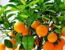 Sekrety udanej uprawy owoców cytrusowych z nasion Jakich nawozów potrzebują drzewa cytrusowe?