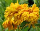 Heliopsis „Lorain Sunshine”: sadzenie i pielęgnacja Uprawa kwiatów Helios