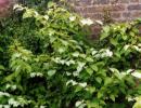 Actinidia: kultivimi dhe kujdesi Çfarë duhet të bëni nëse një gjethe e aktinidisë merr ngjyrë kafe