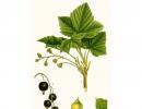 Black currant: useful properties and contraindications Black currant benefits harm and contraindications