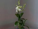 Dendrobium orchidea - gondozás és szaporítás otthon, fotó