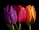 Hogyan csomagoljuk be helyesen a tulipánokat Hogyan rendezzük el szépen a tulipánokat egy csokorba