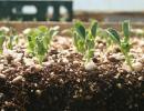 What conditions are needed for seed germination?