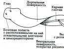 Ресничные черви: характеристика, представители и строение Признаки ресничных червей