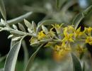 Dzhida (angustifolia oleagin) et eider argenté - protecteurs du paysage et de la santé