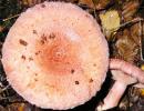 Volnushka seened, söödavate ja valeliikide fotod ja kirjeldused, kuidas talveks süüa teha
