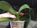 Mida teha, kui orhideel on mädanenud juured?