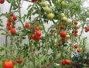 Πιπεριές και μελιτζάνες στο θερμοκήπιο - μαζί με αγγούρια και ντομάτες Ποιος τρώει τις ρίζες στο θερμοκήπιο